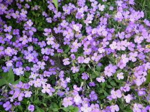 P1000426.JPG