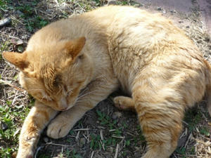 P1000430.JPG