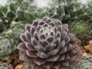 sempervivum_teddy_090307_01.JPG