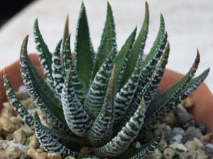 haworthia_fasciata_090329_01.JPG