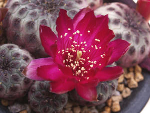 sulcorebutia_rauschii_090429_01.JPG