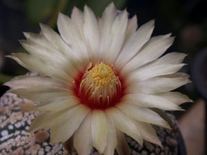 astrophytum_asterias_090621_01.JPG