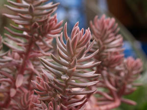 sedum_reflexum_cv_chameleon_090712_01.JPG