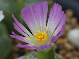 conophytum_burgeri_091011_01.JPG