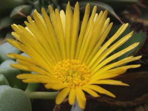 fenestraria_aurantiaca_091101_01.JPG