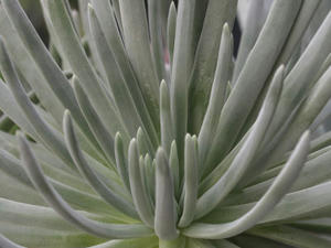 dudleya_insularis_091205_01.JPG