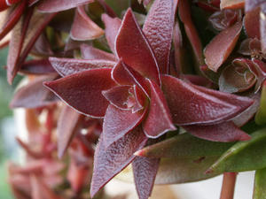 crassula_momiji_matsuri_100124_01.JPG