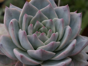 echeveria_cv_blue_bird_100314_01.JPG