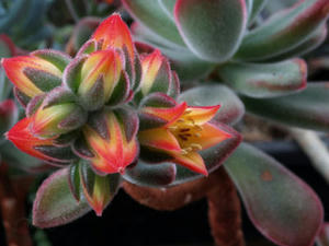 echeveria_pulvinata_100410_01.JPG