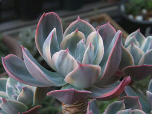 echeveria_cv_100404_01.JPG