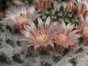 mammillaria_sempervivi_var_caput_medusae_100509_01.JPG