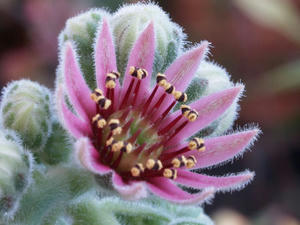 sempervivum_teddy_100617_01.JPG