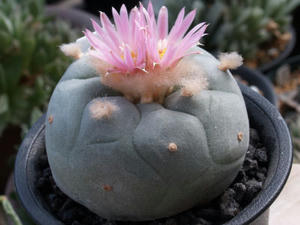 lophophora_williamsii_var_decipiens_100905_02.jpg