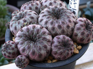 sulcorebutia_rauschii_100925_01.jpg