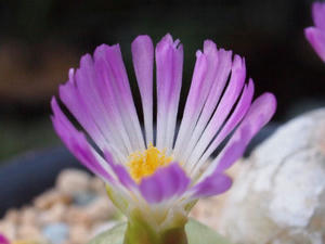 conophytum_burgeri_101106_01.jpg