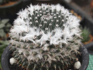 mammillaria_sempervivi_var_caput_medusae_110123_02.jpg