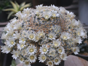 mammillaria_schiedeana_110410_01.jpg