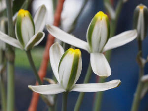 albuca_110508_01.jpg