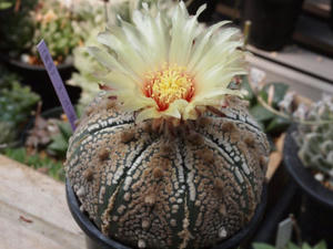 astrophytum_asterias_110604_02.jpg