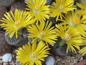 lithops_lesliei_var_venteri_111016_02.jpg