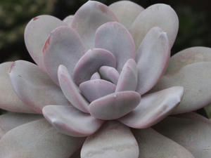 echeveria_lauii_120115_01.jpg