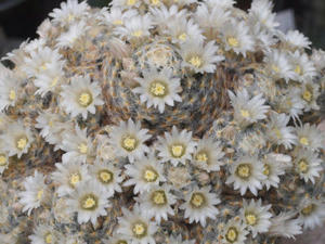 mammillaria_schiedeana_120408_01.jpg