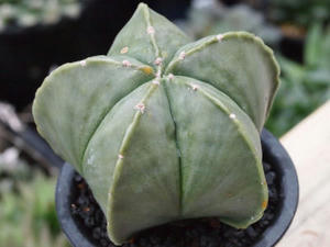 astrophytum_myriostigma_var_nudum_120318_01.jpg