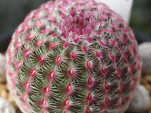 echinocereus_rigidissimus_var_rubispinus_120812_01.jpg