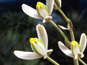 albuca_humilis_120505_02.jpg