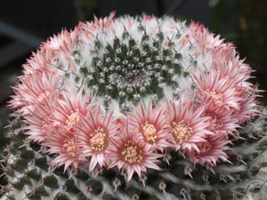 mammillaria_sempervivi_var_caput_medusae_130414_01.jpg