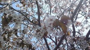 20100515_1.JPG