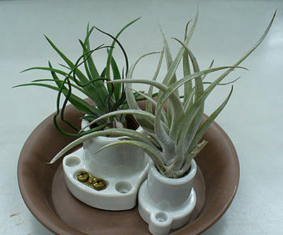 tillandsia