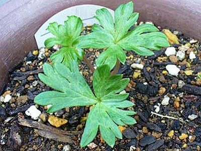 aconitum