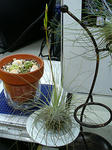 fuchsii