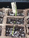 agave0420