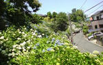 ajisai090607_04.JPG