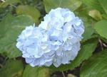 ajisai090607_5.JPG