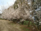 ume-hana5.JPG