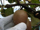 キューイフルーツの収穫写真