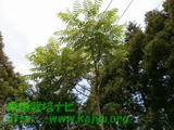 たらの木写真