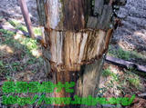 倒木の危険が大きい木の処理