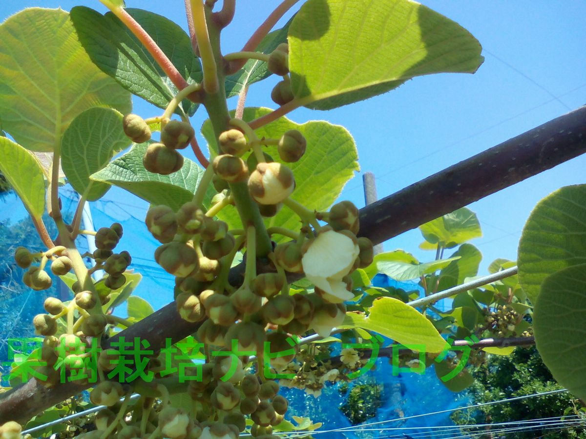 花が咲くのが遅いキウイの雄花