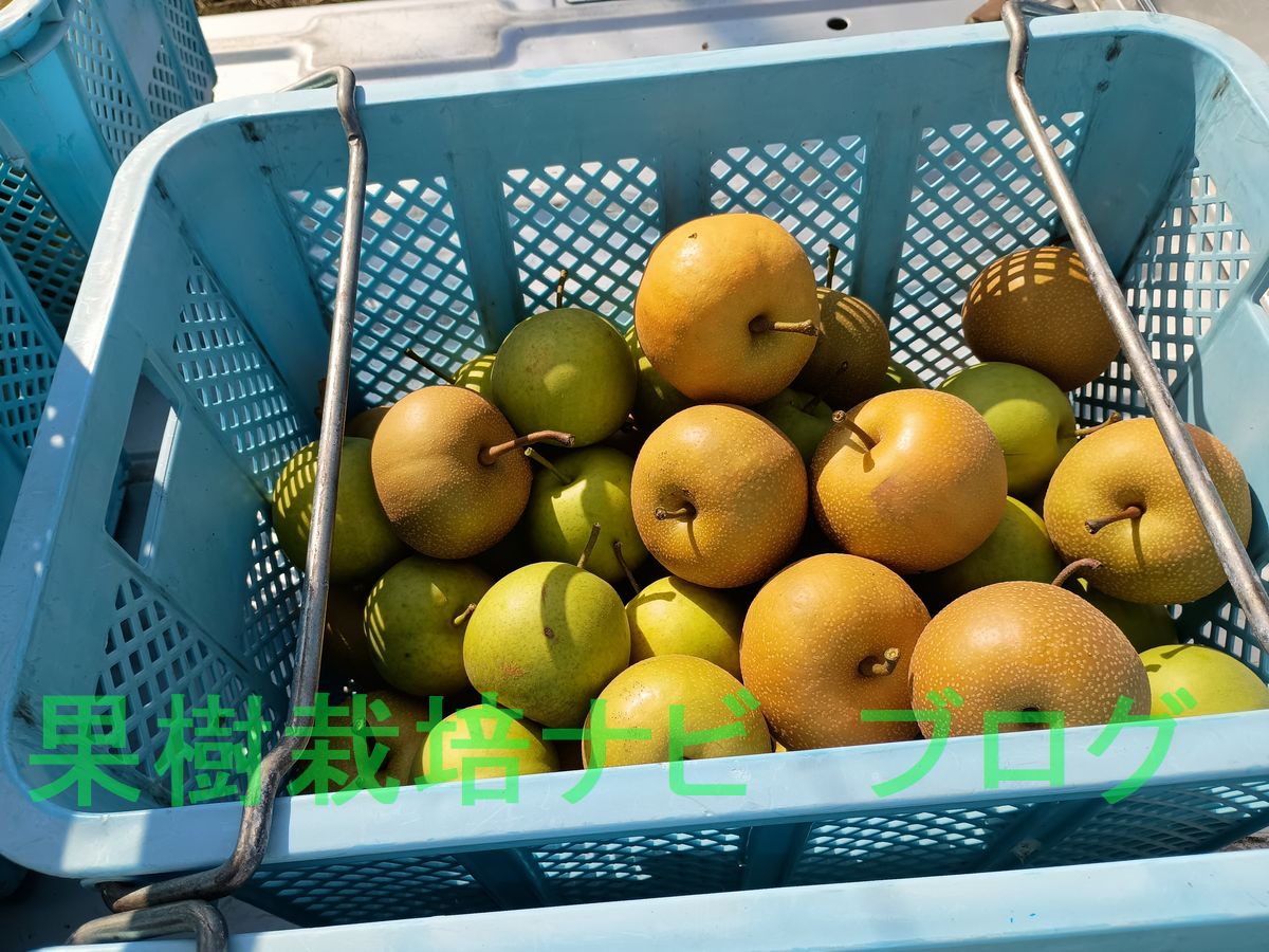 梨の収穫