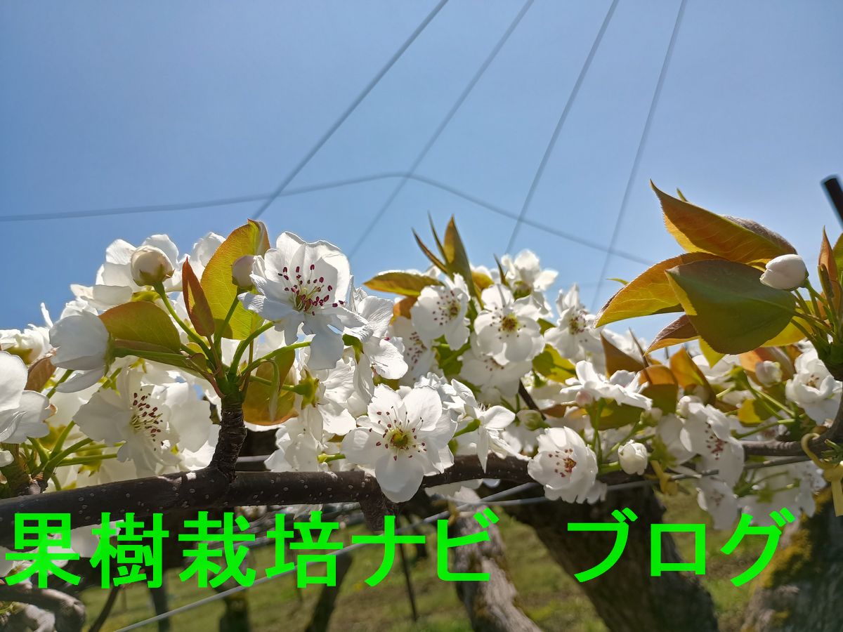 梨が満開