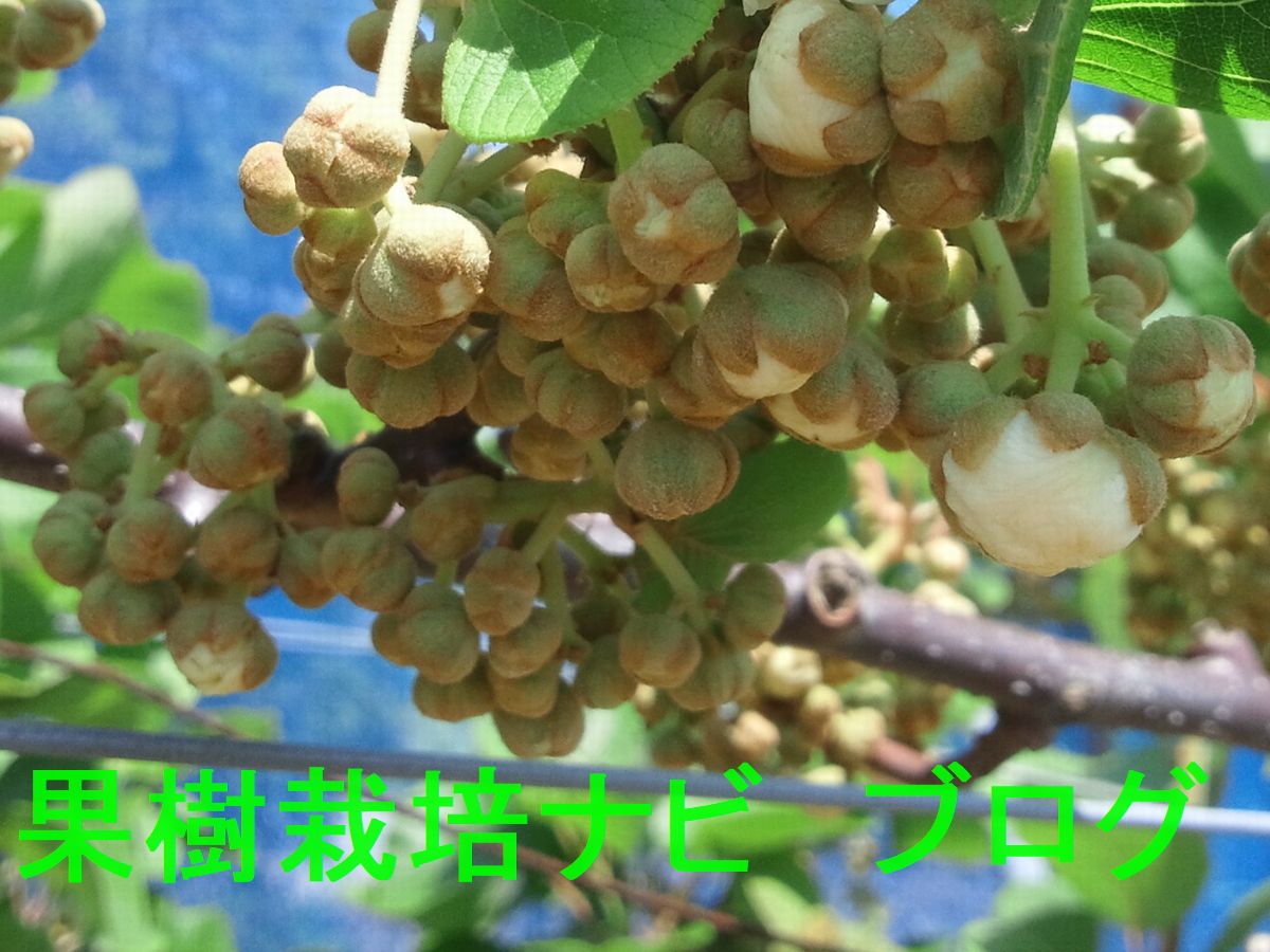 キウイフルーツの雄花が咲かない
