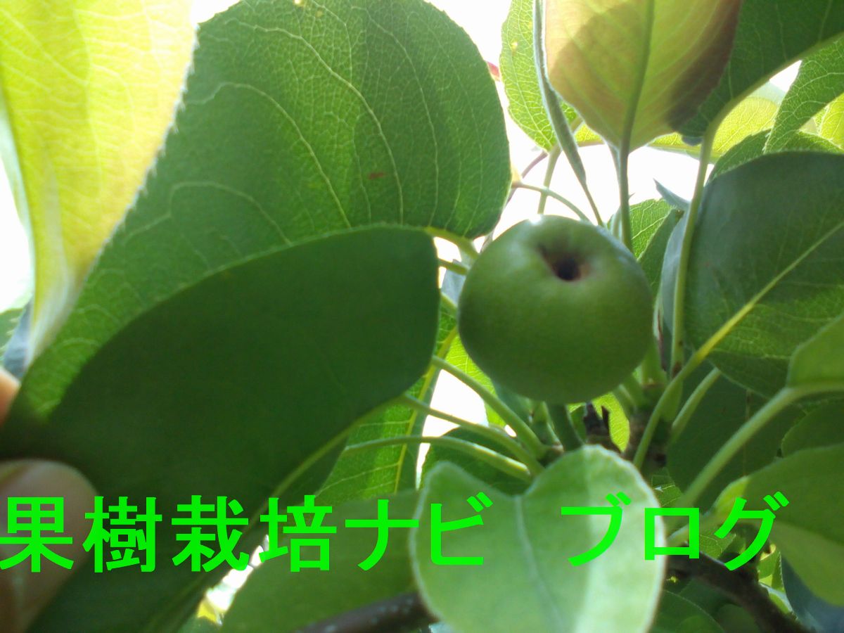 芯腐れ症