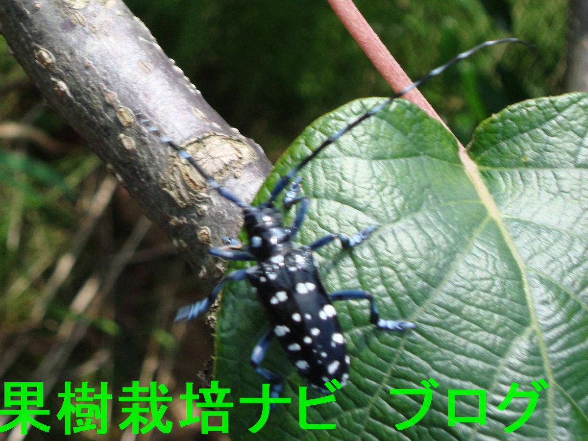 ゴマダラカミキリの飛来