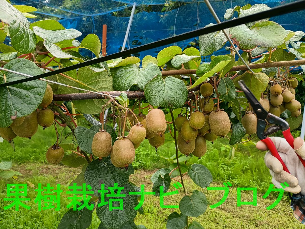 キウイフルーツの摘果時期