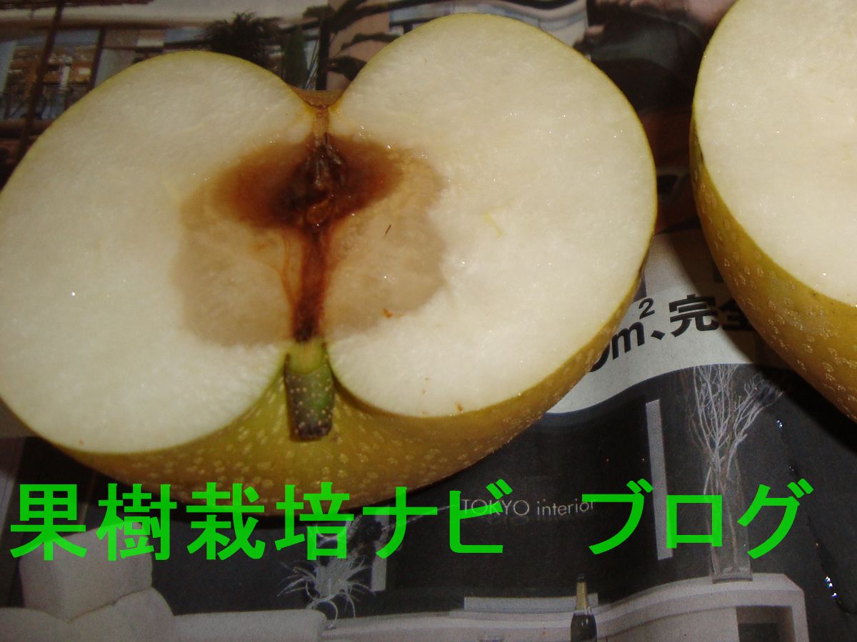 梨の内部が茶色