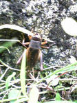 Image0411.jpg